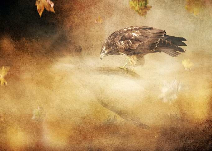 Bird of prey