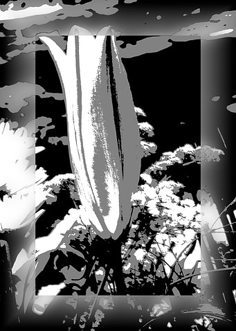 Close Lily