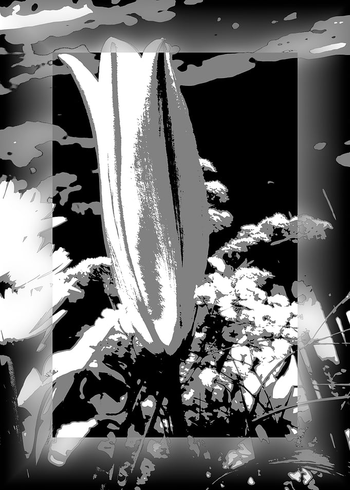 Close Lily