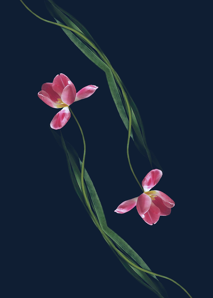 Two Tulips Diagonal