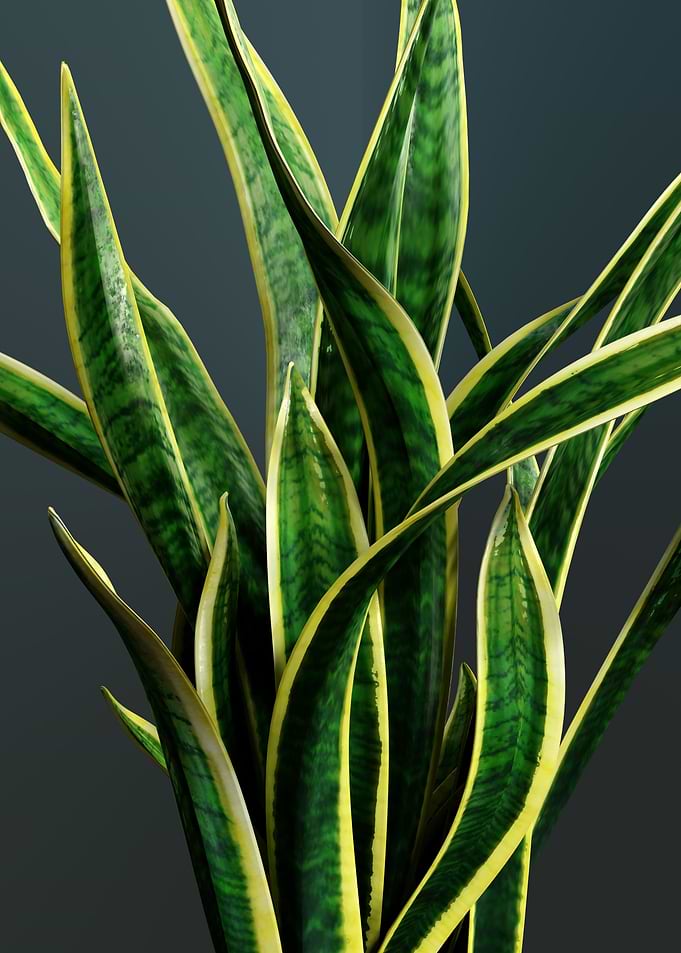 Sansevieria Trifasciata