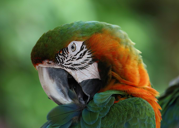 Green Orange Macaw