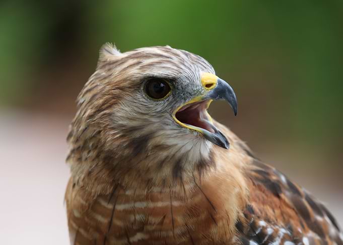 Hawk