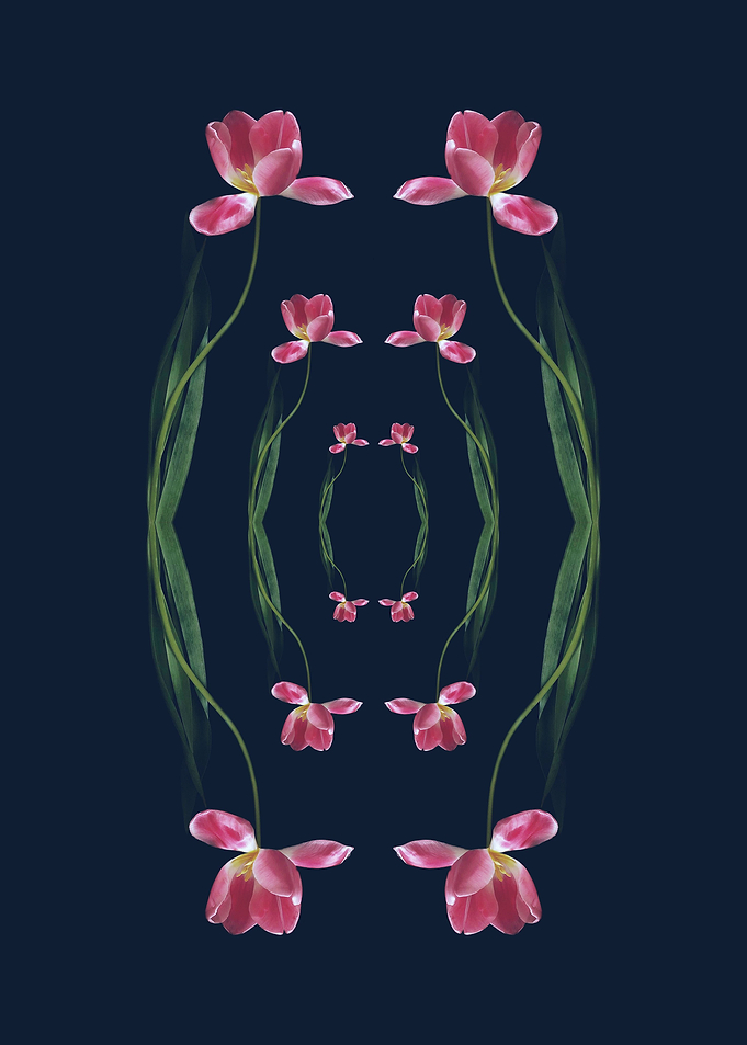 Tulips Tunnel