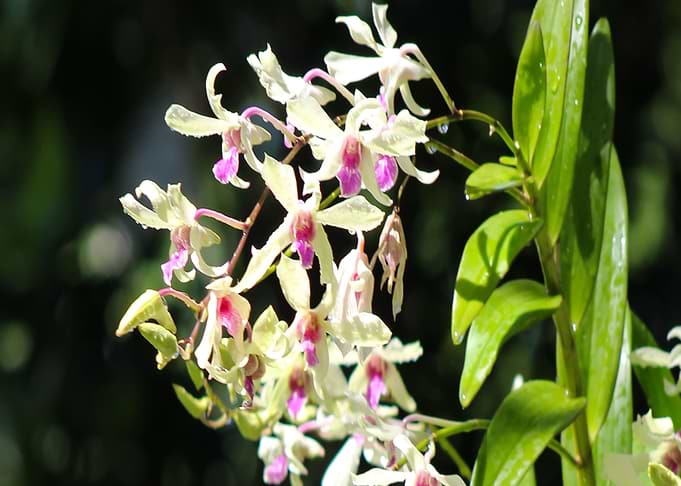 Orchids