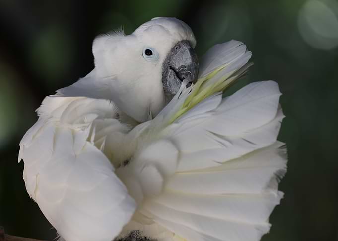 White Beauty