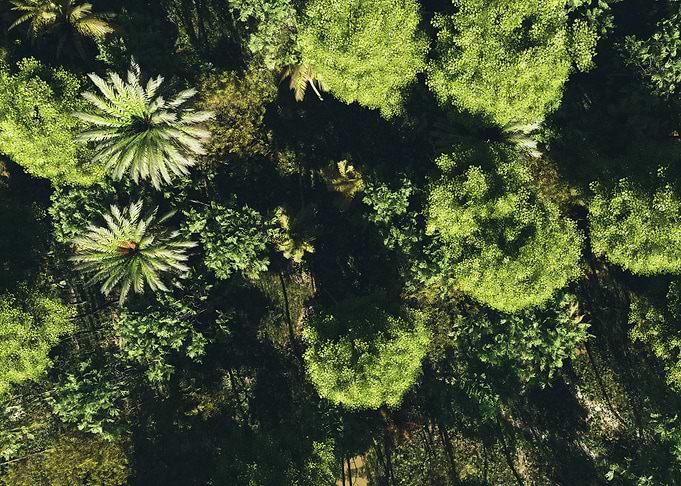 Above the trees
