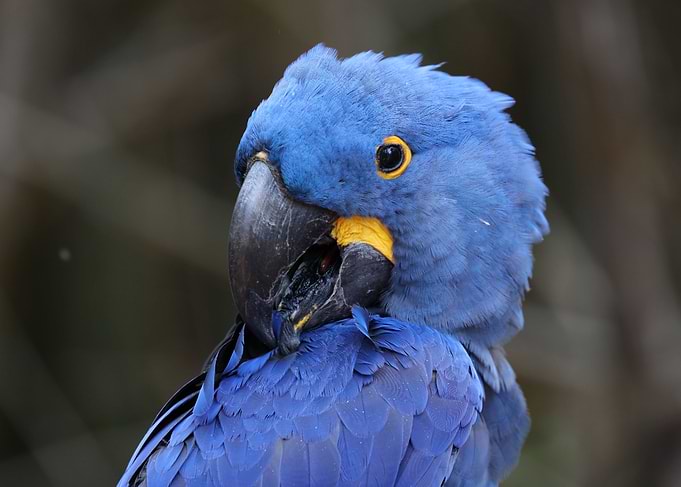 Hyacinth Macaw