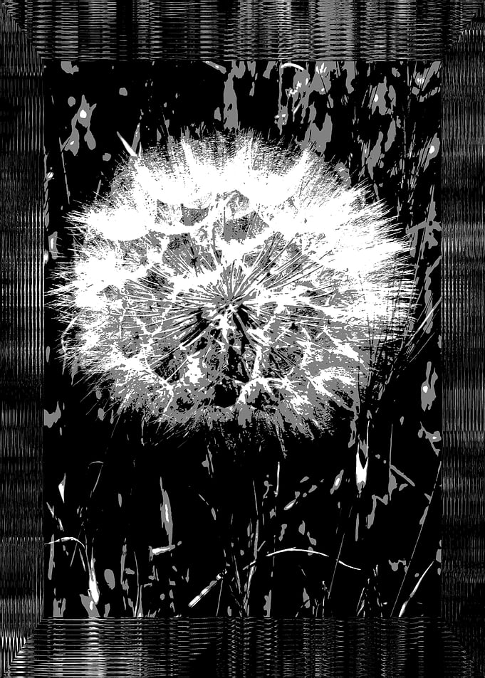 White Dandelion