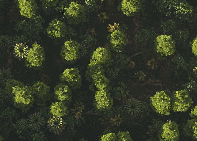 Green tops