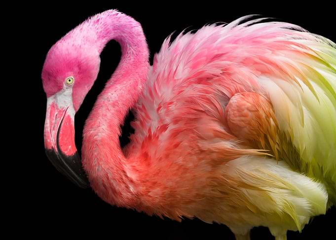 cotton candy Flamingo