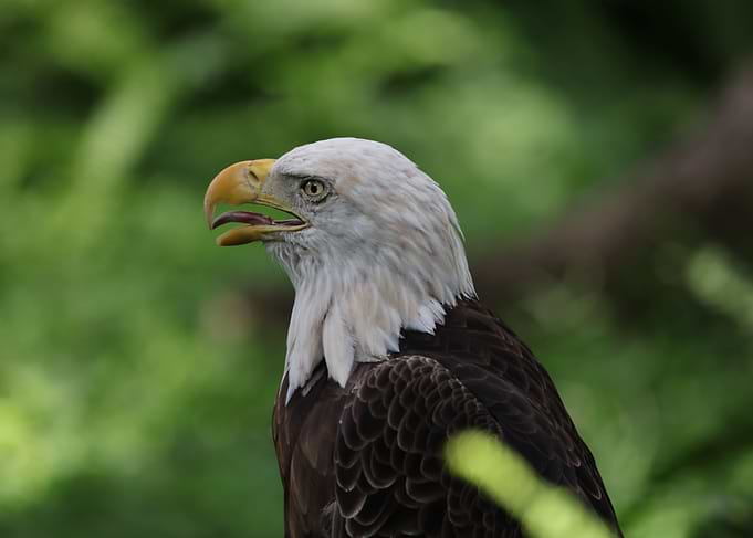 American Bald Eagle
