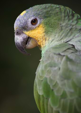 Amazon Parrot portrait