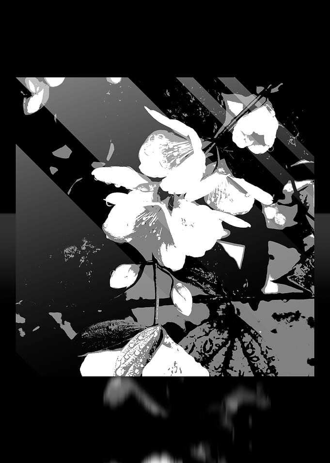 White Lilies