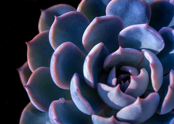 Succulent plant close up