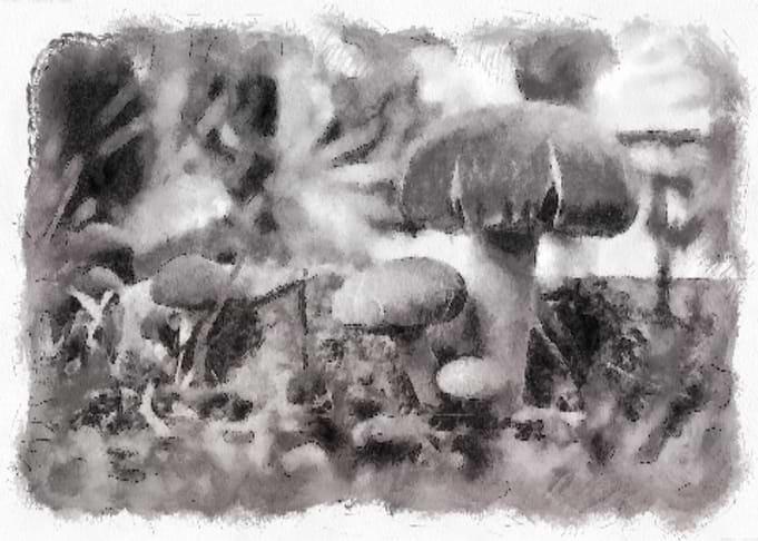 Mushroom Watercolor