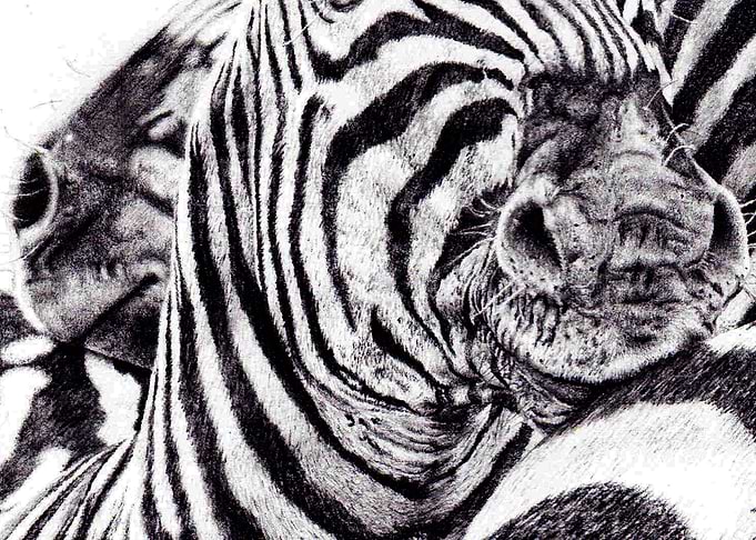 Zebras Crossing Muzzles