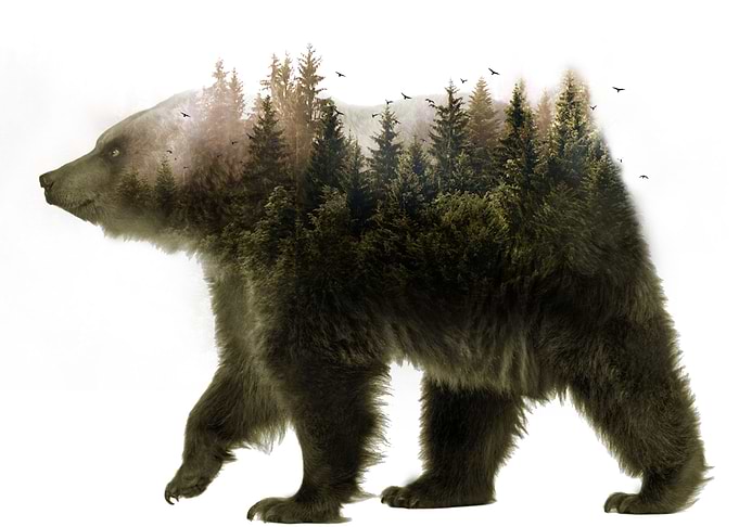 Bear Nature Forest Animal