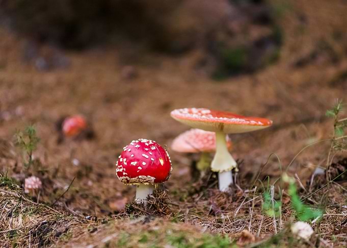 Mushrooms
