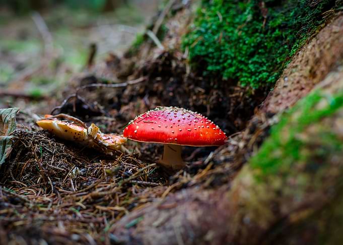 Mushrooms