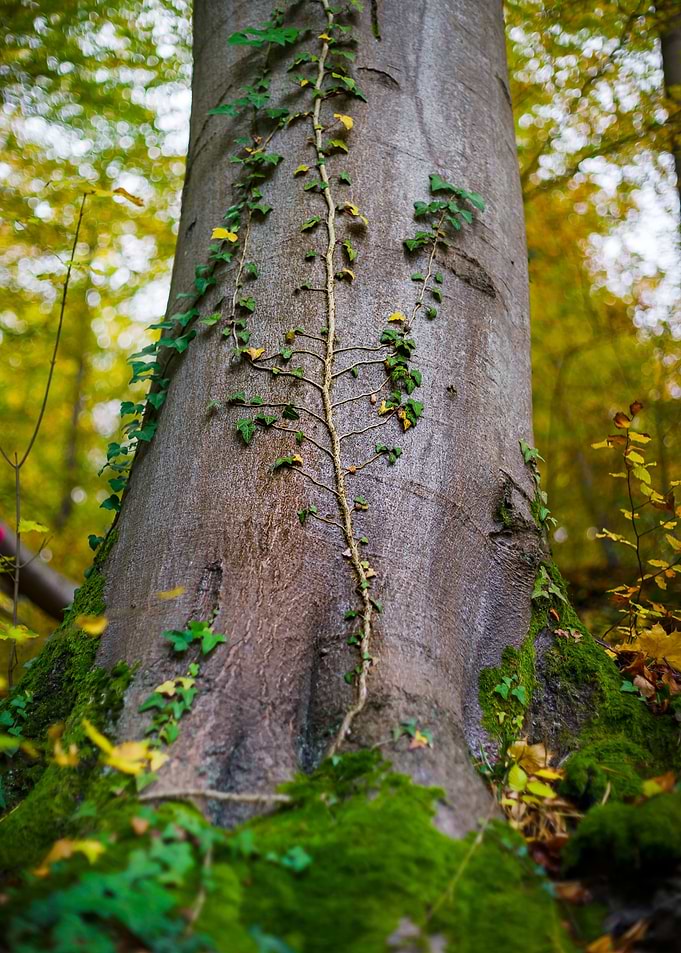 Autumnal forest