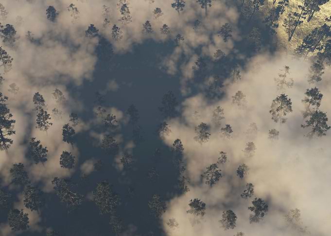 Pines and clouds