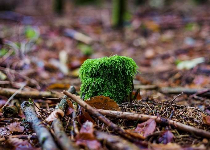 Autumnal forest