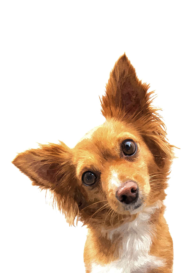 Curious Dog