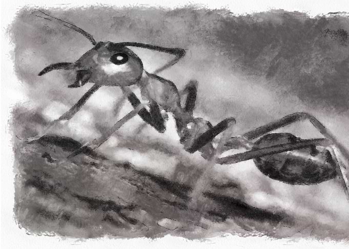 Ant Watercolor