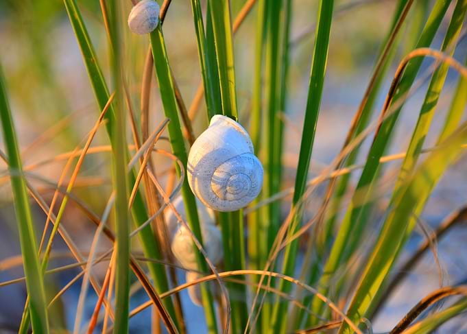 Snail beach