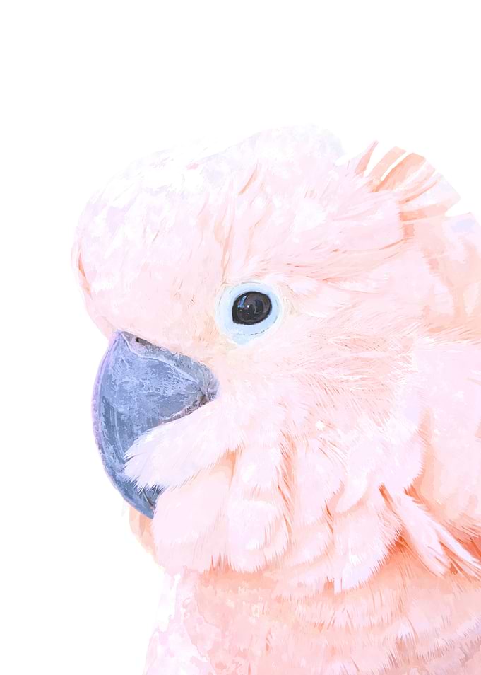 Pink Cockatoo