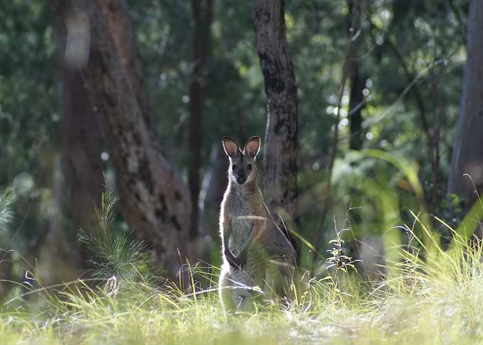 Kangaroo
