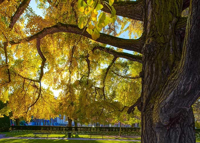 Ginkgo yellow tree