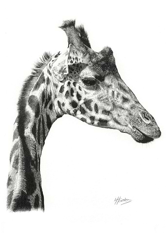 Giraffe Profile