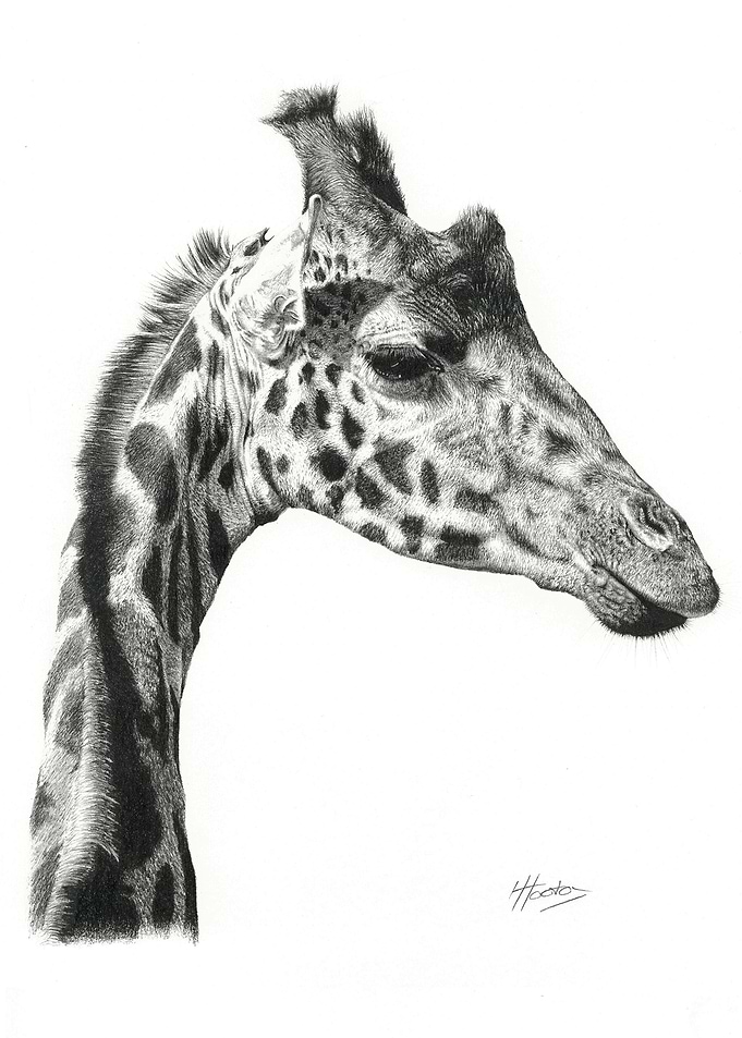 Giraffe Profile