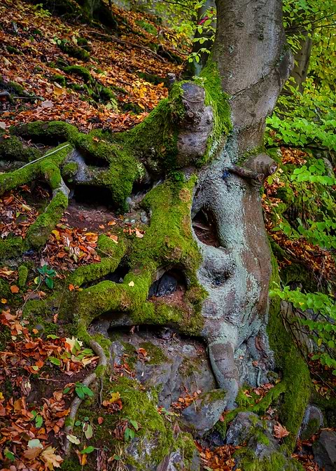 Roots