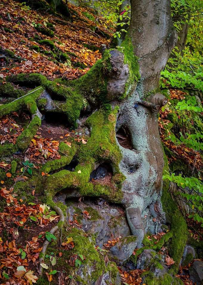 Roots