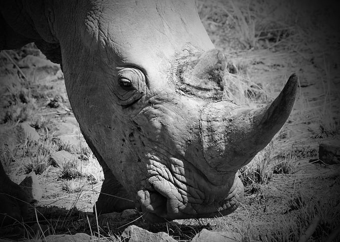 Rhino 6397 5600x4000 Big 5