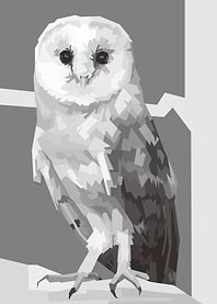 Barnowl Black and white