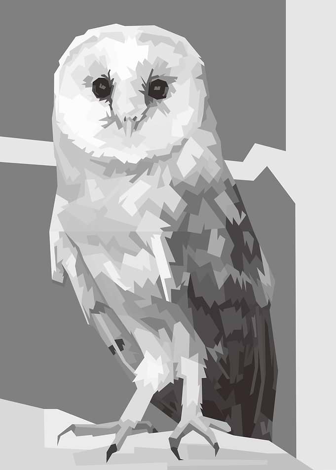 Barnowl Black and white