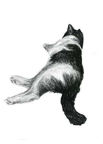 black and white cat 2