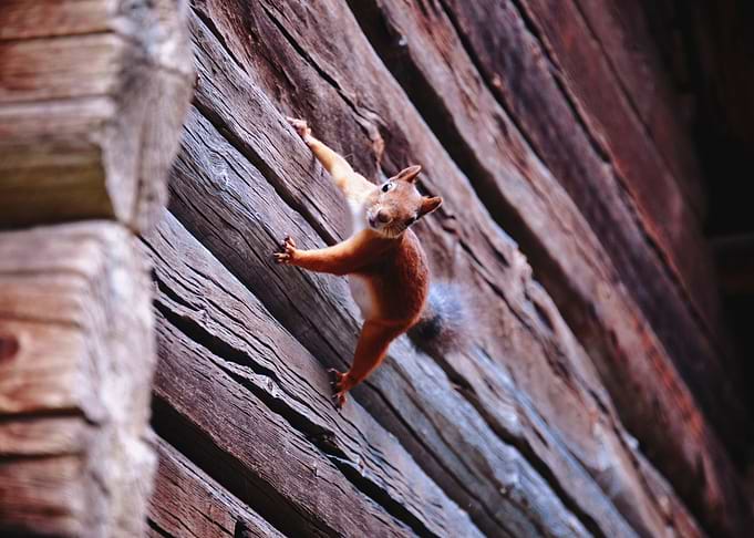 A little squirrel