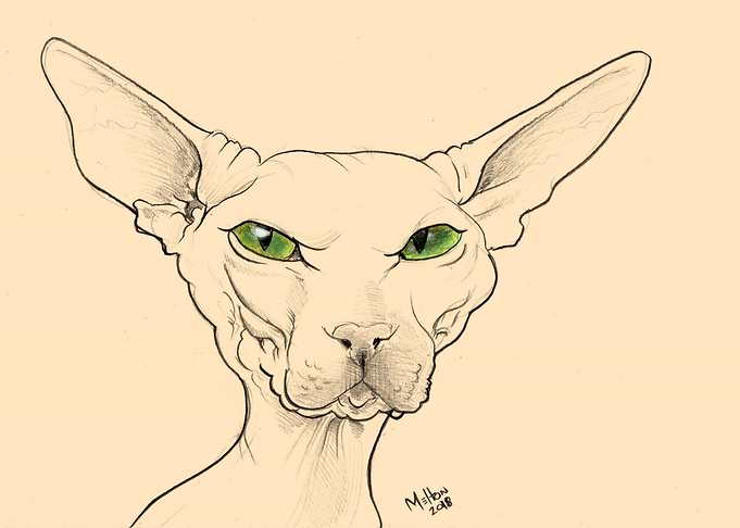 Hairless Car Portrait