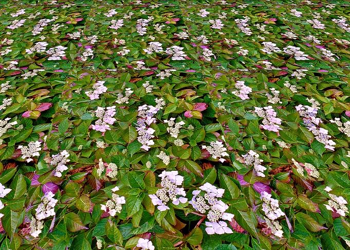 Hydrangea