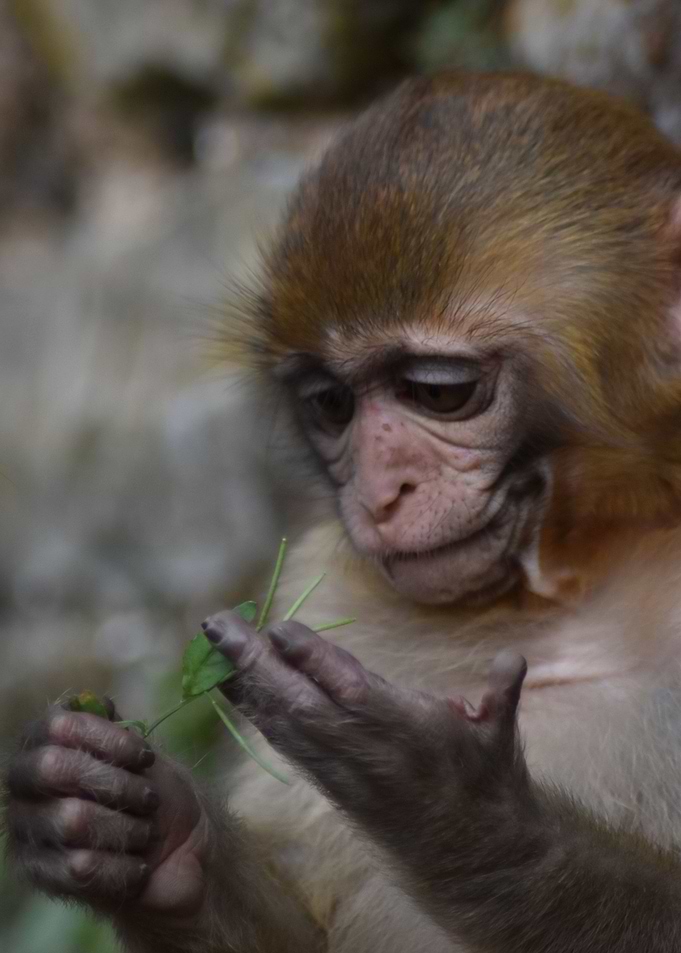 Baby Monkey Curious