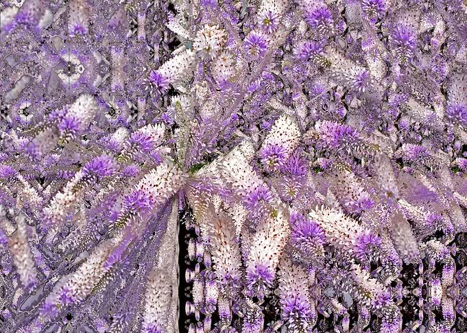 White purple