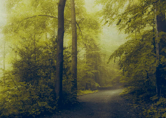 forest walk