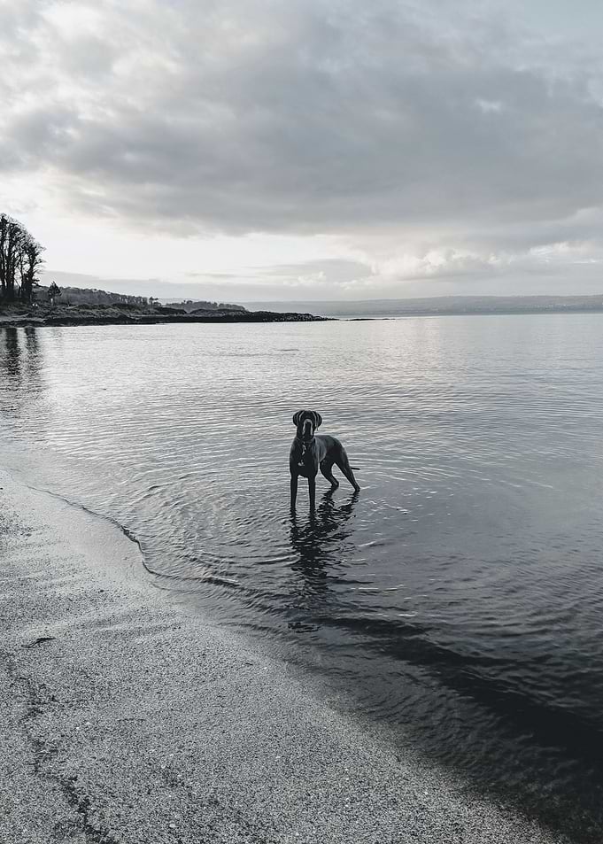Blue Great Dane by the Sea