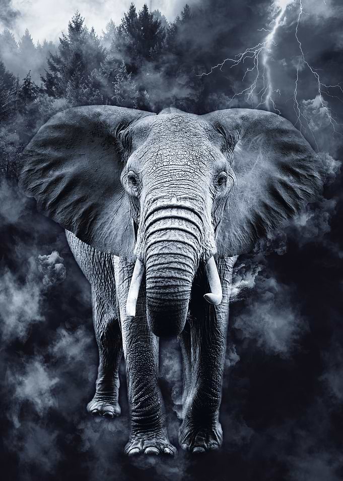 Elephant 4