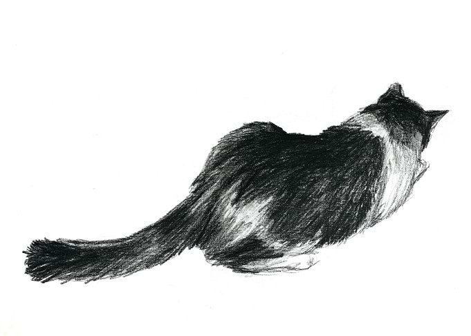 black and white cat